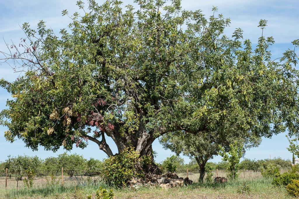 カバナス・デ・タビラ Pensao Agricolaゲストハウス エクステリア 写真