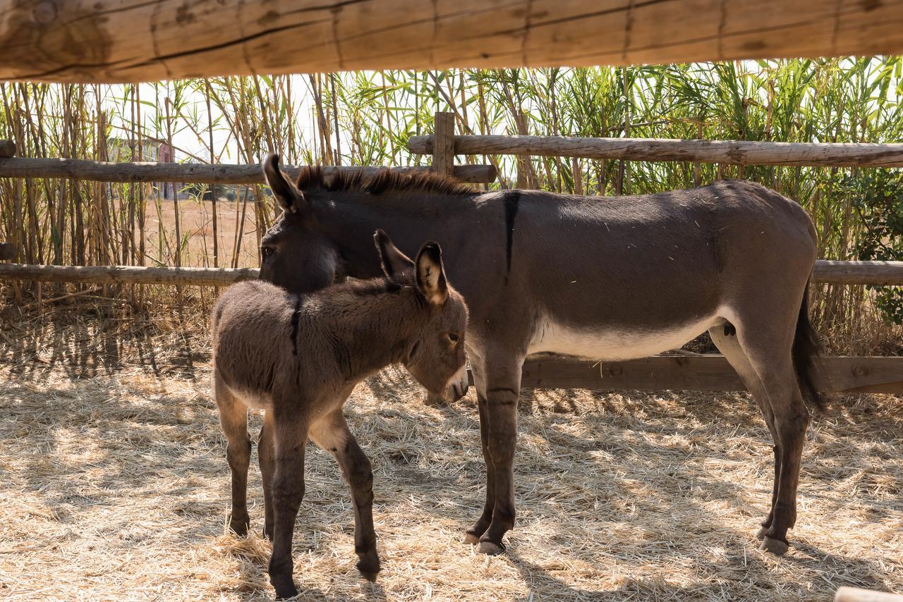 カバナス・デ・タビラ Pensao Agricolaゲストハウス エクステリア 写真